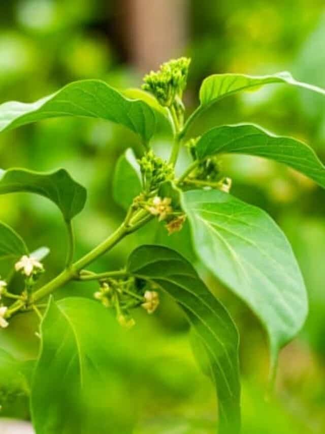 How gurmar helps in controlling diabetes.